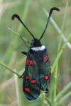 Zygaena lavandulae