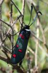 Zygaena lavandulae