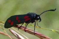 Zygaena filipendulae