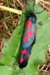 Zygaena trifolii