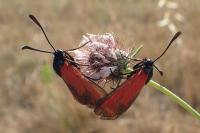 Zygaena erythrus