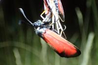 Zygaena erythrus
