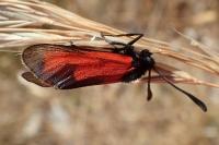 Zygaena erythrus