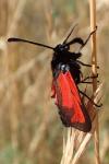 Zygaena erythrus
