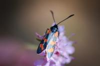 Zygaena transalpina