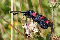 Zygaena transalpina hippocrepidis