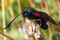 Zygaena transalpina hippocrepidis