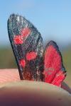Zygaena transalpina hippocrepidis