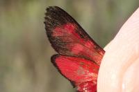 Zygaena transalpina hippocrepidis