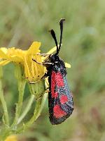 Zygaena loti
