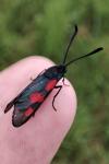 Zygaena trifolii
