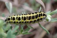 Zygaena filipendulae
