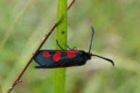 Zygaena trifolii