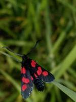 Zygaena trifolii