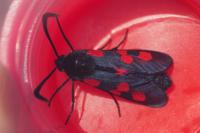 Zygaena trifolii
