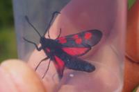 Zygaena trifolii