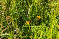 Zygaena trifolii
