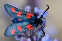 Zygaena trifolii