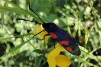 Zygaena trifolii