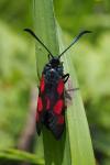 Zygaena trifolii