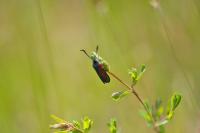 Zygaena trifolii