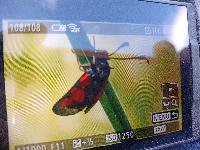 Zygaena trifolii