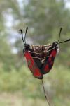 Zygaena loti