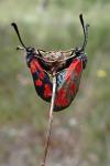 Zygaena loti