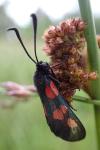 Zygaena trifolii