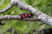 Zygaena filipendulae