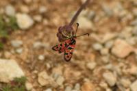 Zygaena fausta
