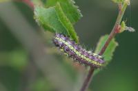 Aglaope infausta