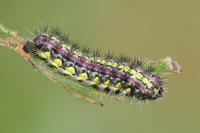 Aglaope infausta