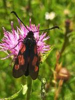 Zygaena filipendulae