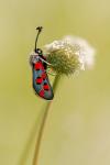 Zygaena rhadamanthus