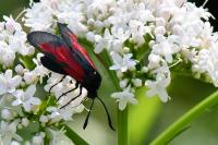 Zygaena trifolii