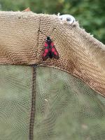 Zygaena filipendulae
