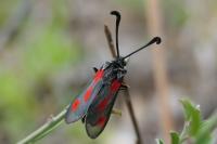 Zygaena sarpedon