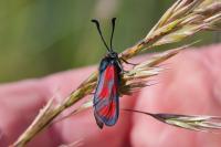 Zygaena loti