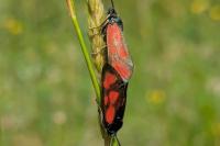 Zygaena loti