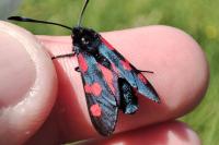 Zygaena trifolii