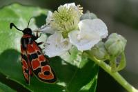 Zygaena fausta