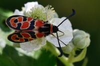 Zygaena fausta