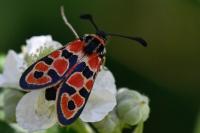 Zygaena fausta
