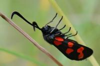 Zygaena filipendulae