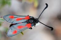 Zygaena sarpedon