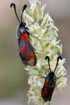 Zygaena sarpedon