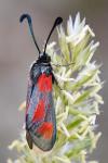 Zygaena sarpedon