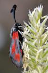 Zygaena sarpedon