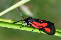 Zygaena trifolii